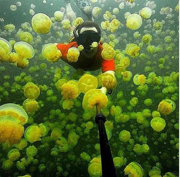 Фото с медузами.