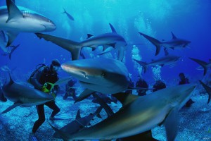 Что делать при встрече с акулой