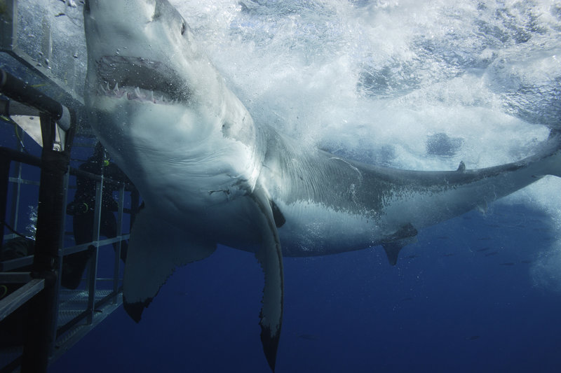 Безопасное свидание с белой акулой