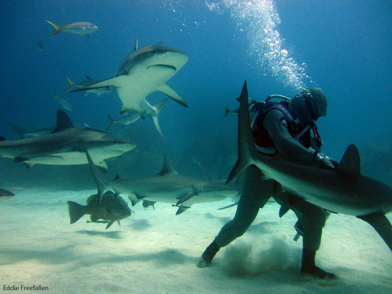 Карибская рифовая акула – сама элегантность